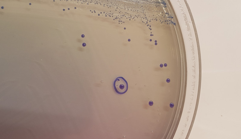 Aislamiento de bacterias probióticas (Lactobacillus) procedentes de aves salvajes en el laboratorio del hospital de fauna de GREFA.