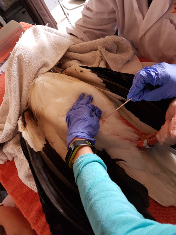 Recogida de muestras de una cigüeña blanca al ingresar en el hospital de fauna de GREFA. 