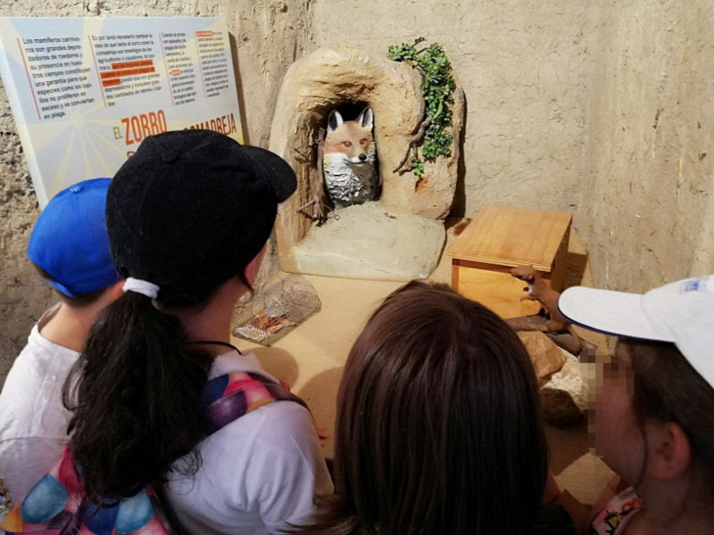Unos niños observan el espacio expositivo dedicado al zorro en el Centro de Interpretación de Villalar de los Comuneros (Valladolid).