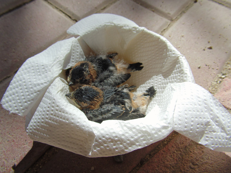 Pollos de golondrinas daúricas que un particular llevó a nuestro hospital de fauna.