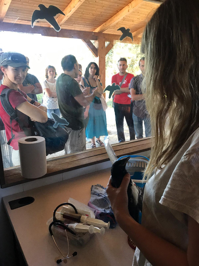 Un monitor de GREFA explica a un grupo de visitantes los cuidados dispensados a un pollo de urraca en la nursería de GREFA.