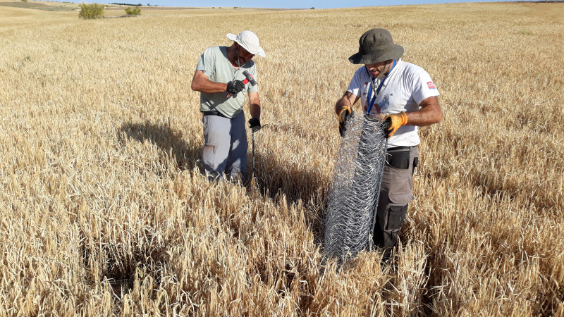 Dos trabajadores de GREFA instalan un cercado para proteger un nido de aguilucho cenizo en el norte de la provincia de Toledo.