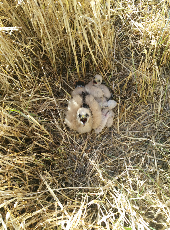  Pollos de aguilucho cenizo en uno de los nidos toledanos donde ha intervenido GREFA para salvar a estas aves del paso de las cosechadoras.