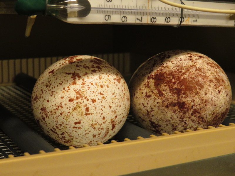 Huevos de buitre negro, provenientes de las parejas "Errante" y "Chaparrilla" y "Titania" y "Oberón".