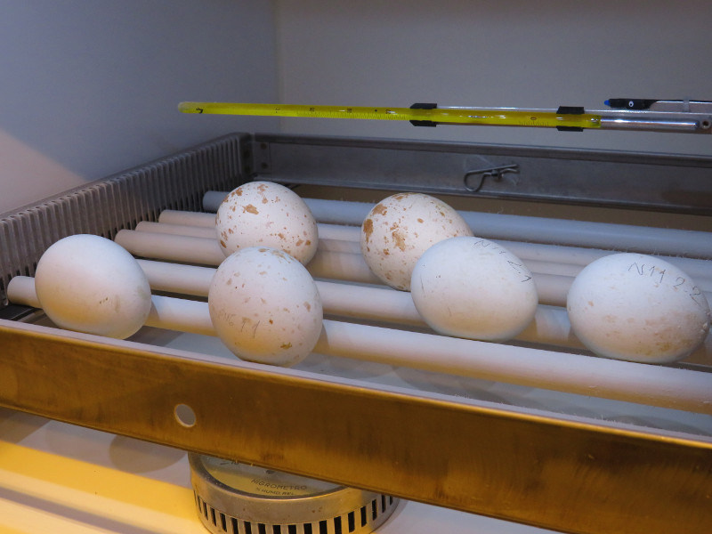 Huevos procedentes de las parejas de águila de Bonelli del centro de cría de GREFA.
