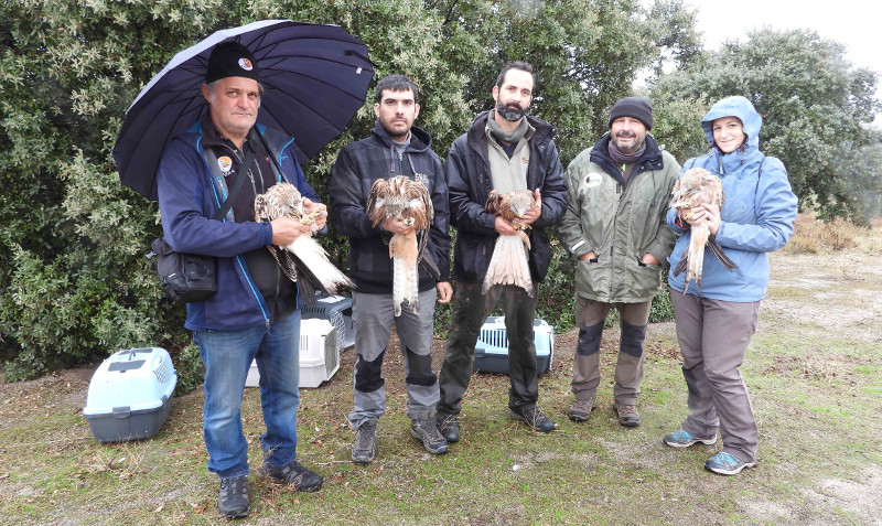 Miembros de GREFA y una "madrina" posan con cuatro milanos reales poco antes de ser liberados en Majadahonda (Madrid) el pasado otoño, siendo uno de ellos la hembra "Morales". Foto: GREFA.