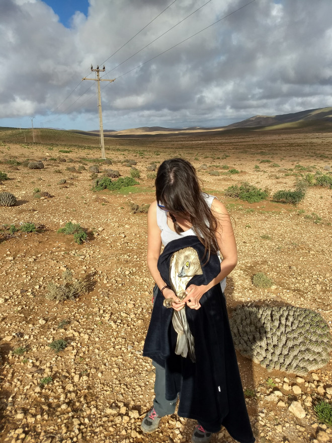 Una integrante de GREFA rescata a un águila culebrera, víctima de una electrocución pero con vida, el pasado noviembre en Marruecos.