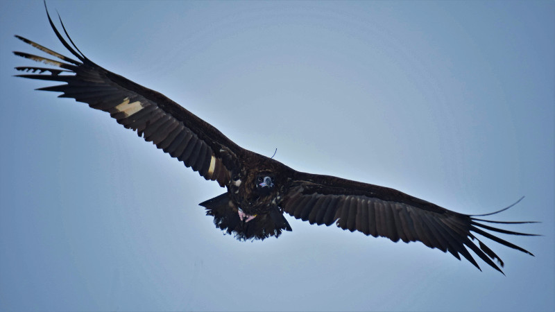 "Acebo", un buitre negro del Proyecto Monachus, en vuelo tras haber sido liberado con un emisor GPS y marcas alares.