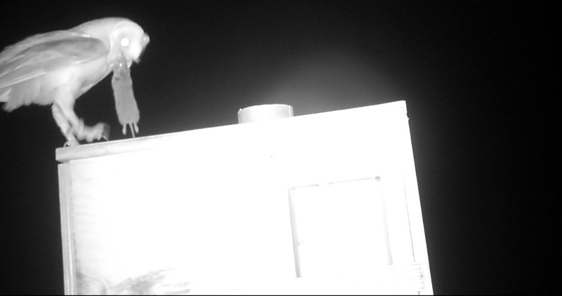 En una imagen nocturna de foto-trampeo, una lechuza que nidifica en una caja nido del proyecto de control biológicos de GREFA aporta un roedor a sus pollos.