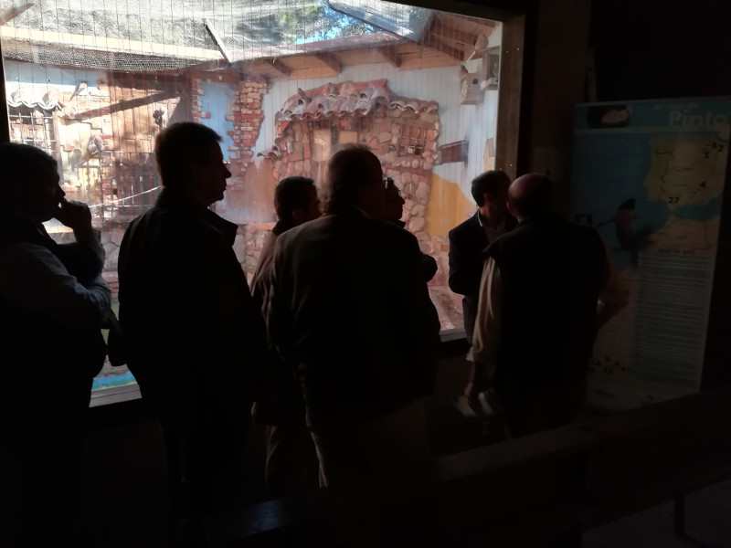 La delegación del Miteco visita el primillar de GREFA, donde viven varias parejas de cernícalo primilla en una instalación que recrea una colonia de la especie.