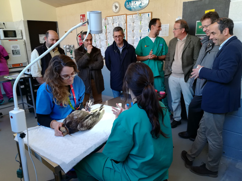 La representación del Miteco observa a dos veterinarias de GREFA con un alimoche joven en una de las enfermerías de nuestro hospital de fauna.
