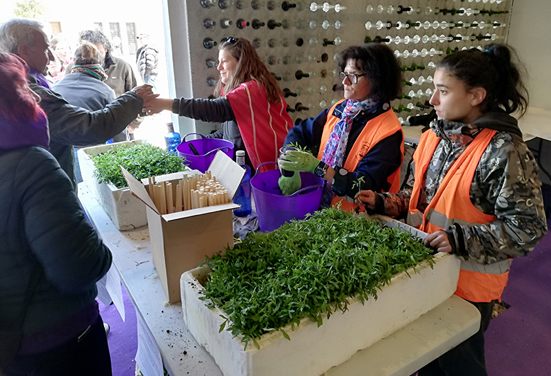 GREFA participó en el reparto de tomateras de variedades tradicionales en Villalar de los Comuneros (Valladolid) durante el Día de Castilla y León.
