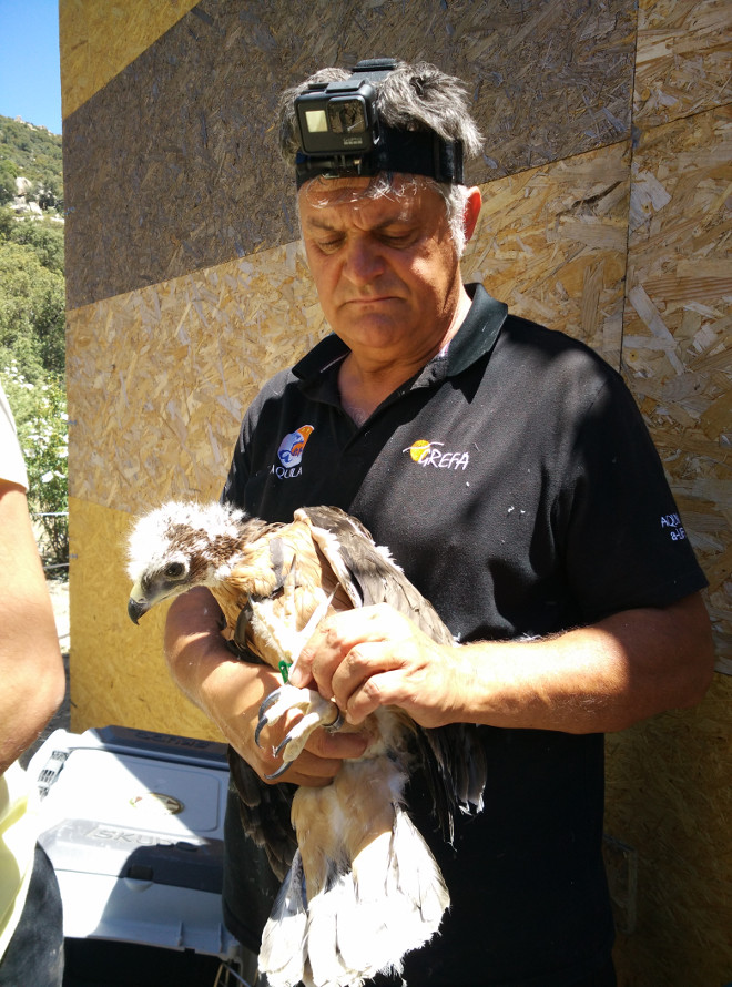 Ernesto Álvarez, presidente de GREFA, momentos antes de introducir a uno de los pollos de águila de Bonelli en el jaulón de aclimatación.