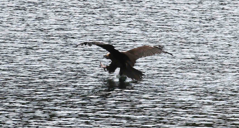 La hembra de buitre negro "Bera", fotografiada instantes antes de caer al agua en el embalse de Mansilla (La Rioja). Foto: Juan José Molina.