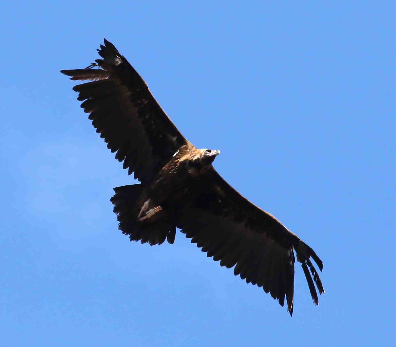 Estampa de "Bera" en vuelo, donde se aprecia que le faltan varias plumas primarias. Foto: Juan José Molina.