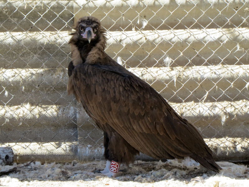 Aspecto de "Bera" durante su estancia en el Hospital de Fauna Salvaje de GREFA.