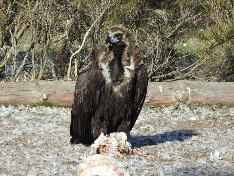 "Brínzola", fotografiada en el punto de alimentación (PAE) de Huerta de Arriba (Burgos).