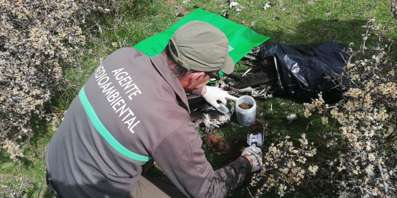 Un Agente Mediambiental de Castilla y León toma muestras de suelo junto a los restos del buitre negro hallado en Neila (Burgos).