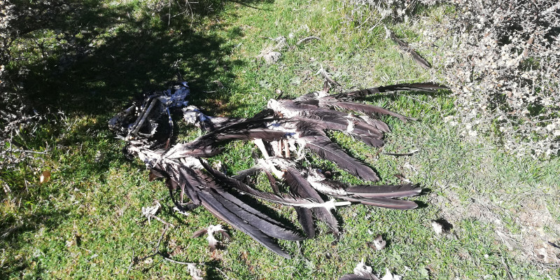 Restos del buitre negro hallado en Neila por un vecino de la zona.