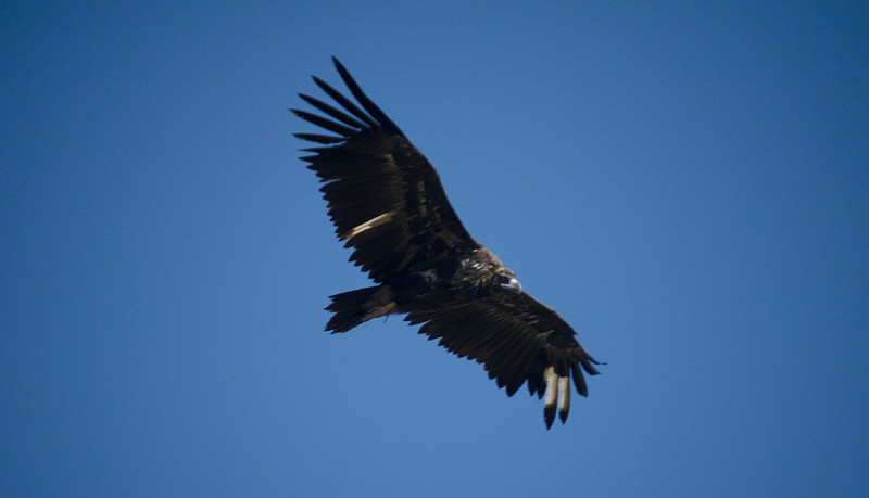 Estampa en vuelo del buitre negro "Antonio", liberado en 2017 en la Sierra de la Demanda.