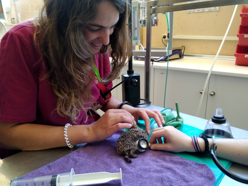 Una de las veterinarias de GREFA realiza curas del pequeño erizo.