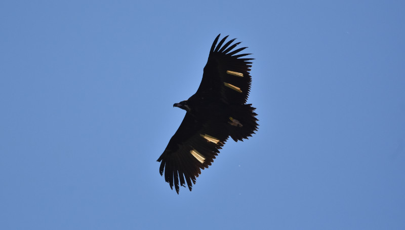 Fotografía de "Babieca" en vuelo, realizada el pasado 9 mayo en Fígols de Tremp (Lleida), en las inmediaciones de la colonia de buitre negro pirenaica de Boumort. Foto: Françoise Delepoulle.