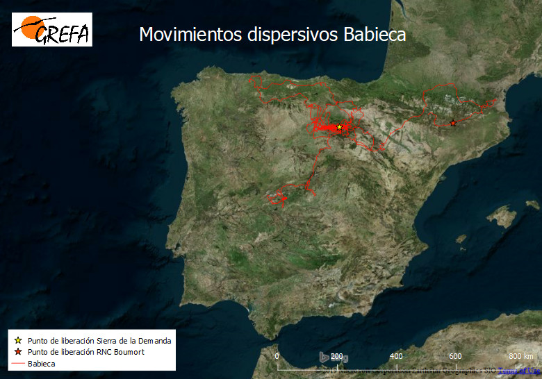 Movimientos de "Babieca" desde su retorno en febrero de 2019 hasta la actualidad.