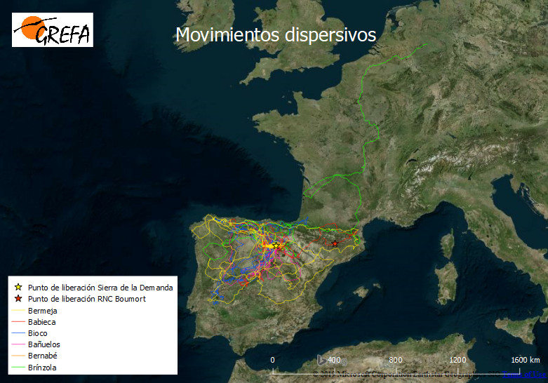 Movimientos de 6 buitres negros liberados en octubre de 2018, desde febrero de 2019 hasta la actualidad.