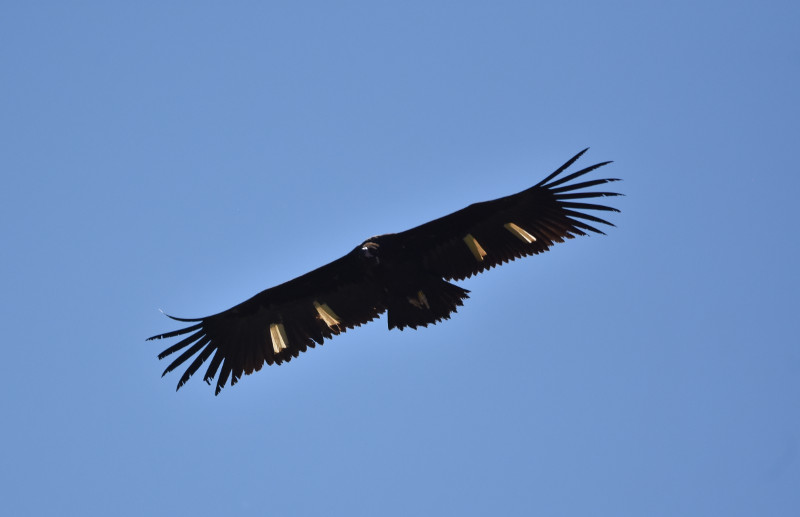 Otra imagen de "Babieca" cerca de Boumort. Foto: Françoise Delepoulle.