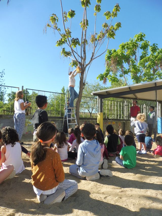 Una caja nido es colocada en un árbol del patio del CEIP "Príncipes de Asturias", de Quijorna.