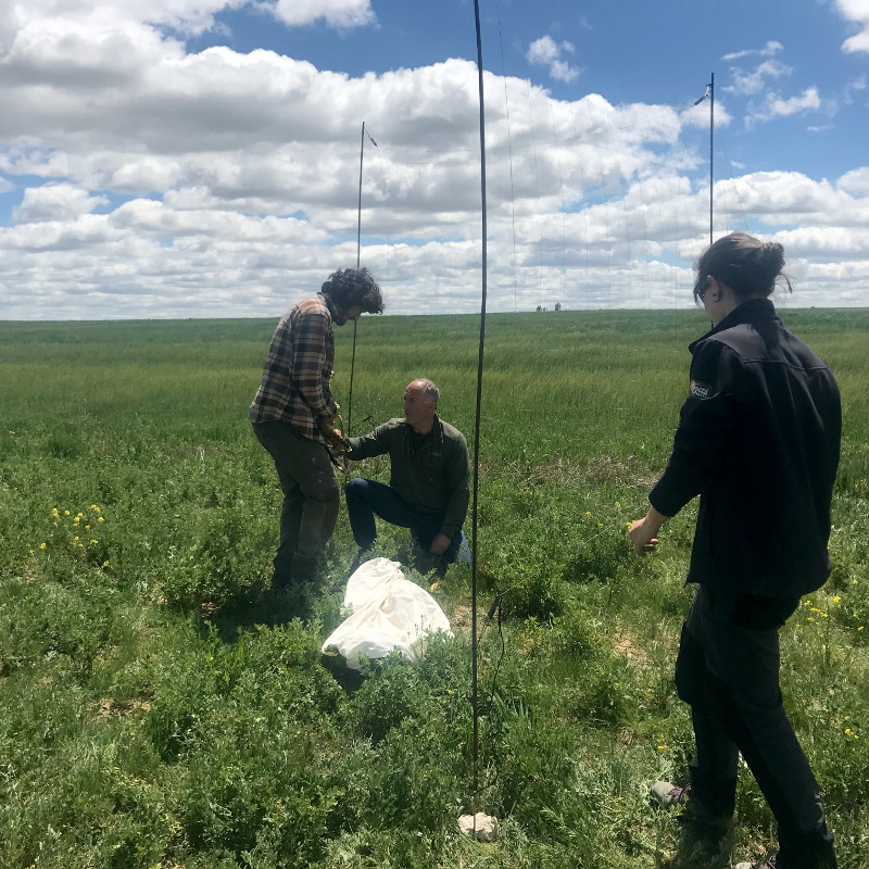 El equipo de GREFA y del Ministerio para la Transición Ecológica preparan una red para capturar cernícalos vulgares adultos y así poder marcarlos con data-loggers.