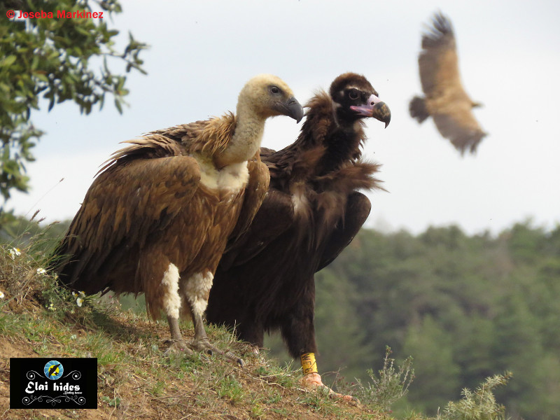 El buitre negro "Babieca", fotografiado junto a un buitre leonado en un comedero de Álava. Foto: Joseba Martínez / "Elai Hides".