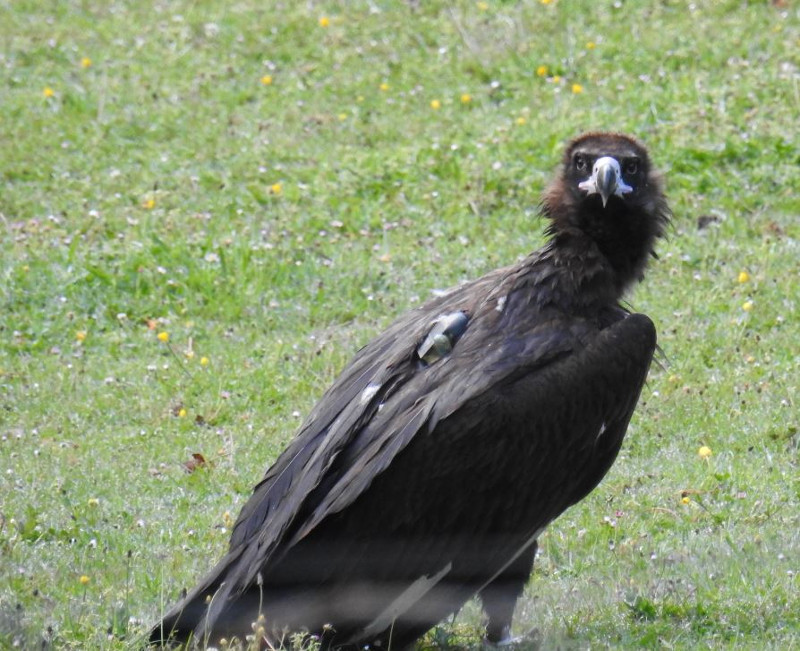 El buitre negro "Babieca", en un punto de alimentación suplementaria en Asturias, con su emisor GPS visible al dorso. Foto: FAPAS.