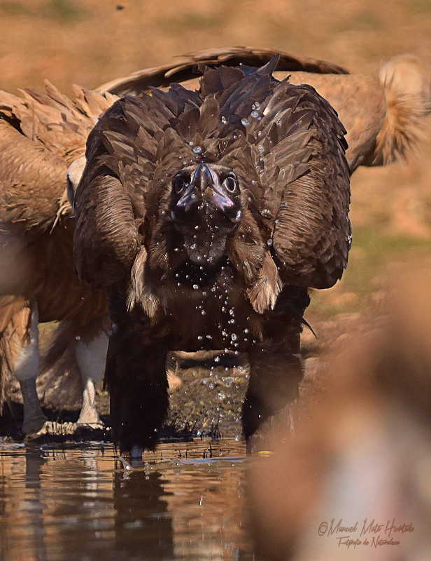 El buitre negro "Arrañón", fotografiado desde el "hide" de Las Renovillas (Quintanilla del Agua, Burgos). Foto: Manuel Mata.