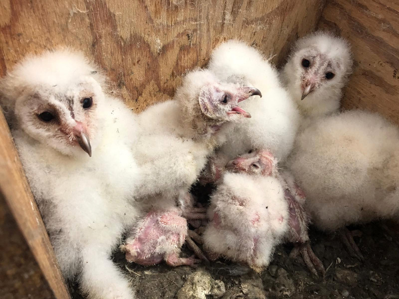 ¿ Cuántos pollos de lechuza hay?