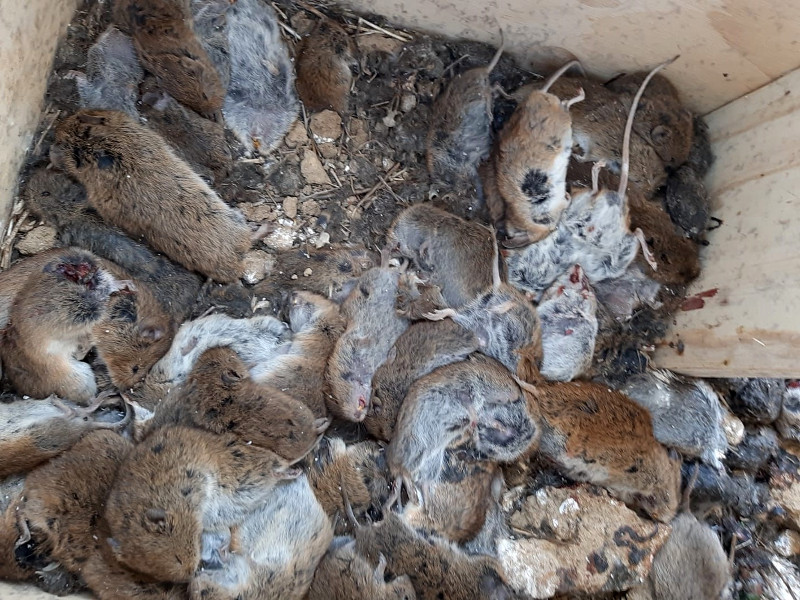 Una gran despensa de topillos en una caja nido para alimentar a una prole hambrienta.