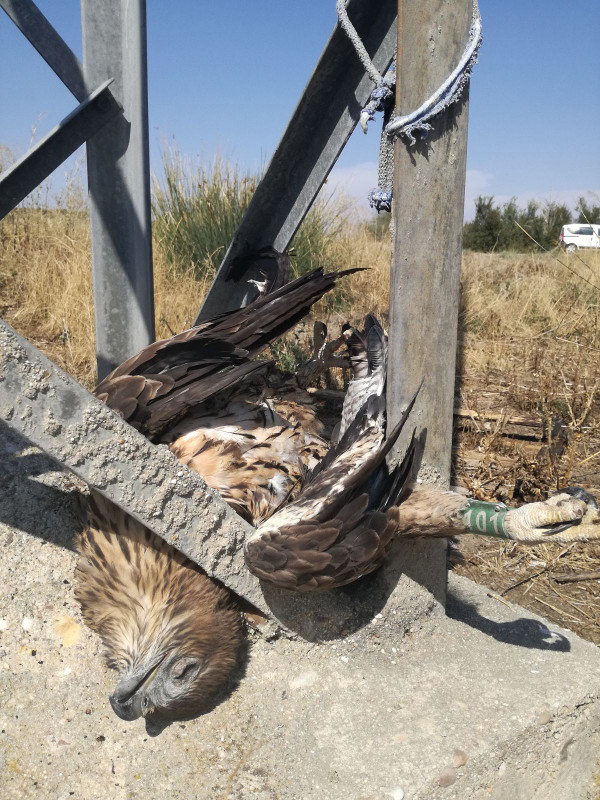 Águila de Bonelli electrocutada, al pie del apoyo de un tendido eléctrico.