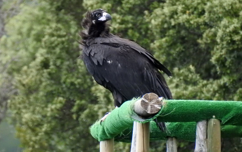 "Cira" en el hacking de Boumort en agosto 2018, poco antes de sus primeros vuelos. Foto: PRBNC