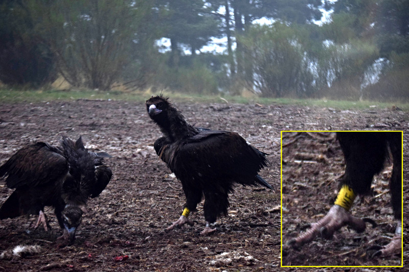 "Cira" en el aporte de alimentación del pasado 18 de octubre, en la zona de liberación de buitres negros de la Sierra de la Demanda. En la foto de detalle se observa su anilla de lectura a distancia AM[WF2].