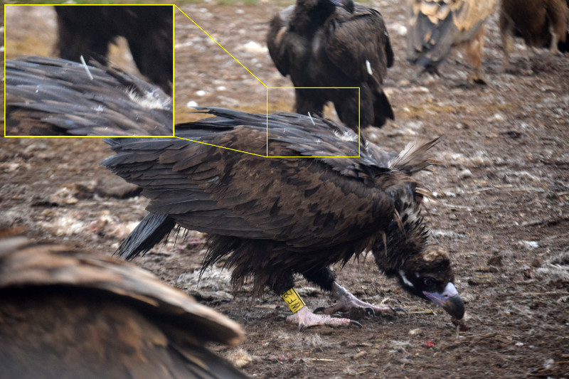 "Cira" en el aporte del pasado 29 de octubre, en la zona de liberación de buitres negros de la Sierra de la Demanda. También se ve la anilla de lectura a distancia AM[WF2]. En la foto de detalle se observa la antena del emisor GPS sobresaliento entre las plumas.