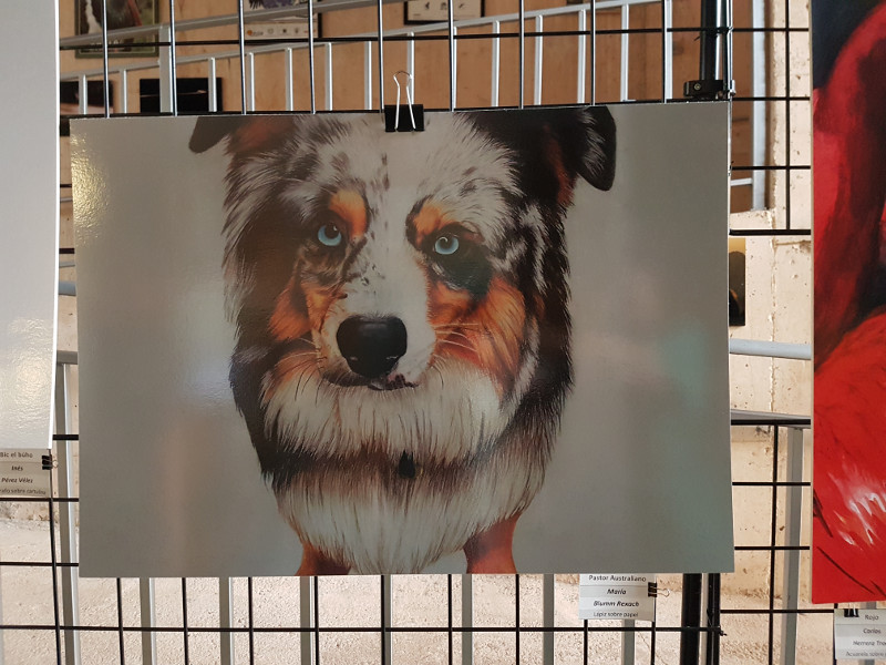 Tercer premio de "Arte y Naturaleza": "Pastor Australiano".