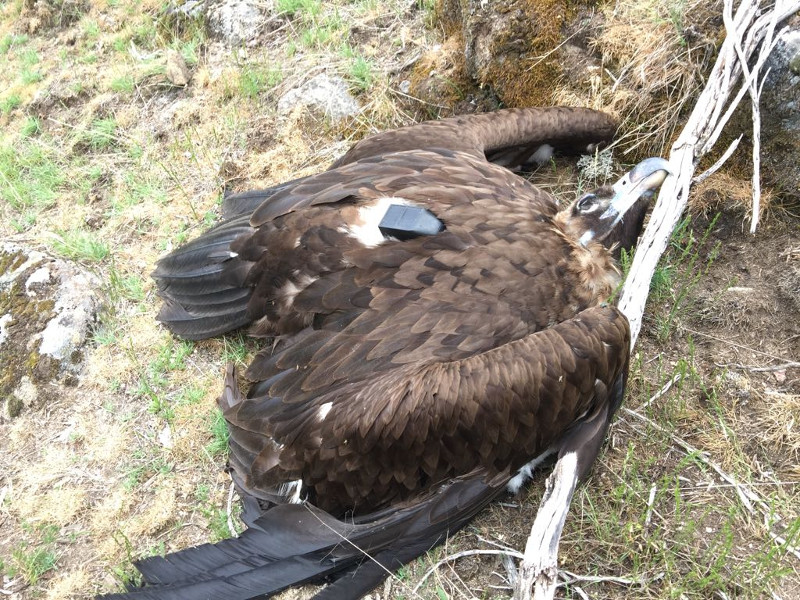 Cadáver de "Anabia", buitre negro liberado en la Sierra de la Demanda que a finales de mayo de 2018 murió por intoxicación en el vertedero de residuos de Ávila Sur.