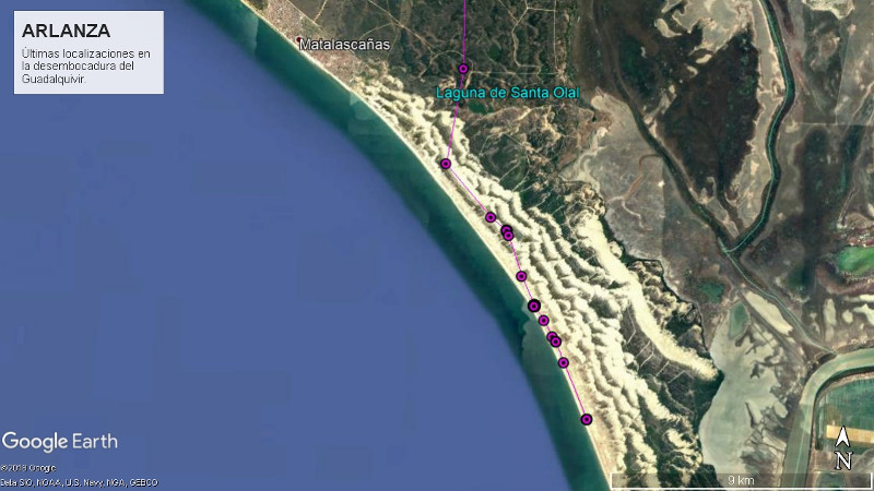 Últimos posicionamientos remitidos por el emisor de "Arlanza" desde la playa de Matalascañas en Doñana en noviembre de 2017, antes de que este buitre negro desapareciera sin dejar rastro.