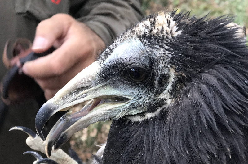 Primer plano del alimoche "Rubiá", nacido y marcado en 2019 en el noreste de Ourense.