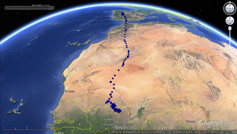 Migración del alimoche "Bibei" en 2019 de España a África.