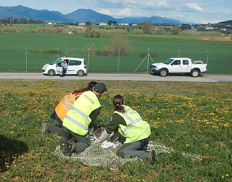 Momento del rescate de "Ametlla" en los terrenos del aeropuerto de Girona, a mediados del pasado abril. Foto: PRBNC.
