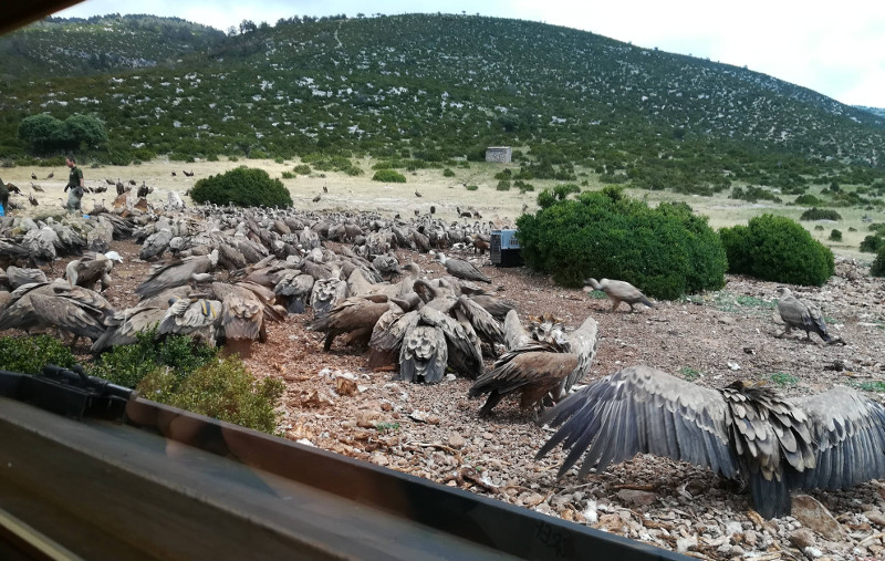 Desde el "hide" instalado en el PAS de Boumort se aprecia el transportín que contiene a "Ametlla", rodeado de un gran grupo de buitres leonados que han bajado a comer. Foto: PRBNC.