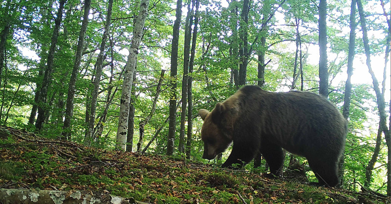 Imagen de oso pardo cantábrico obtenida mediante foto-trampeo por FAPAS.