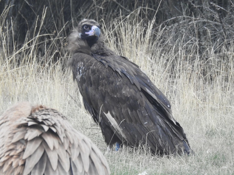 Hembra de buitre negro "Carabela", tras ser liberada ayer en la Sierra de la Demanda. 