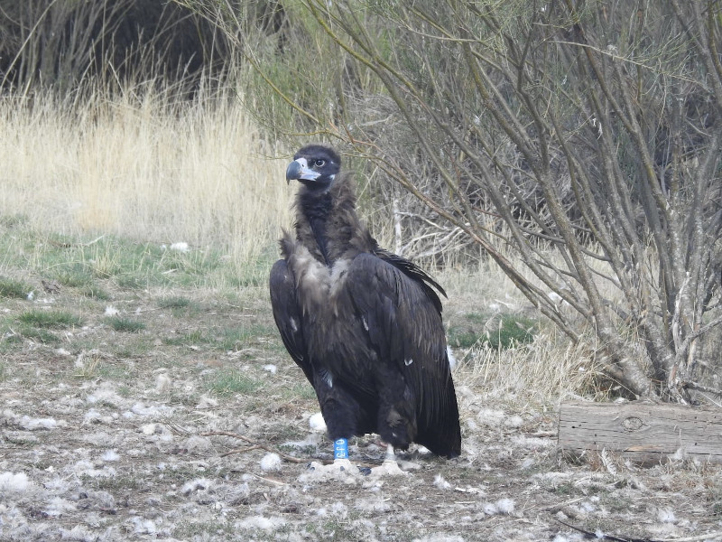 El buitre negro "Centinela", tras ser liberado ayer en la Sierra de la Demanda.